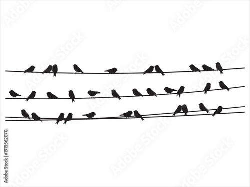 Bird silhouettes sitting on power lines, Sparrow and bullfinch birds flock on power wires Silhouette Vector Illustration Isolated on White Background