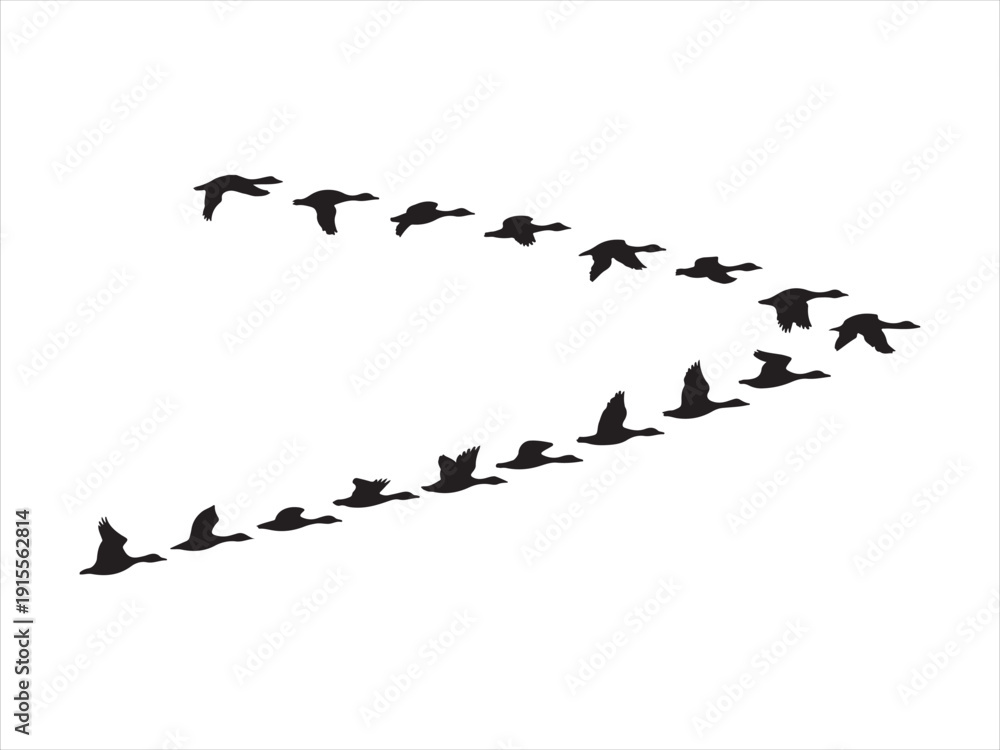 Obraz premium Silhouette of flock of flying duck vector. Flying Ducks, Geese Silhouette Vector, Flock of Birds in V Formation Illustration