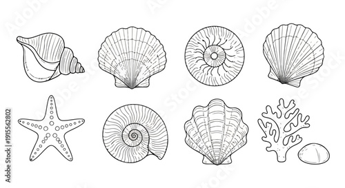A detailed illustration of various seashells and starfish Vector