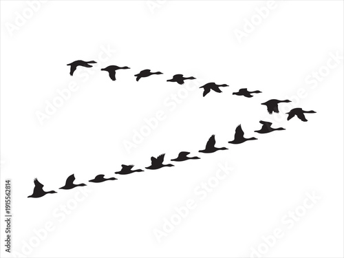Silhouette of flock of flying duck vector. Flying Ducks, Geese Silhouette Vector, Flock of Birds in V Formation Illustration