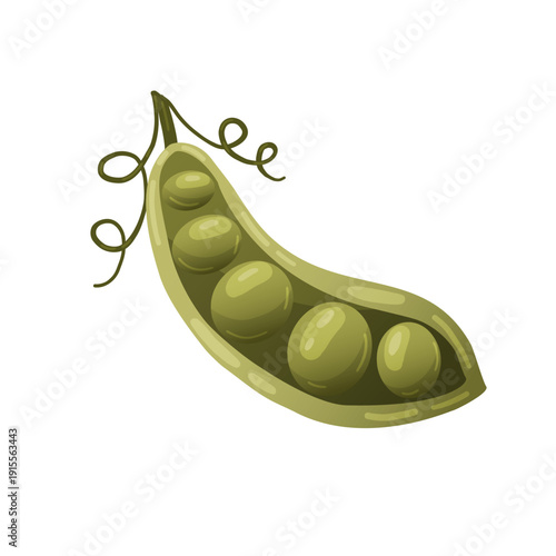 Isolated vector illustration of an open green pea pod showing sweet round peas inside. Symbol of spring harvest, organic farming, and healthy snacks.