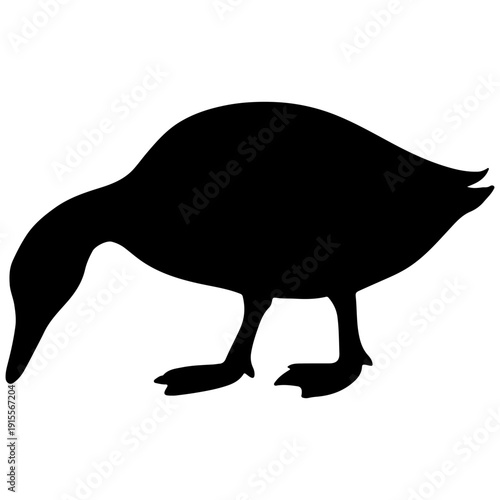 Quadro su tela Silhouette of a duck with head down foraging on a white background