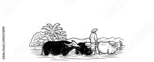 Farmer in conical hat guides water buffaloes through shallow water