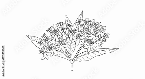 Delicate line drawing of a cluster of star-shaped flowers and leaves