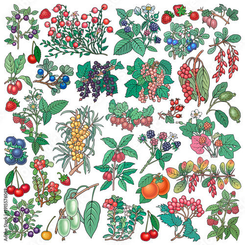 Berries, fruits hand drawn vector doodles illustration. Nature and food elements and objects cartoon set