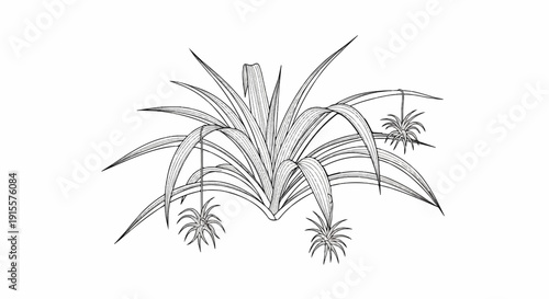 Detailed line drawing of a central plant with cascading leaves and smaller plants