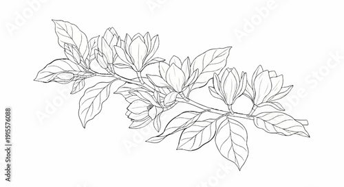 Delicate line drawing of a branch with budding and blooming magnolia flowers