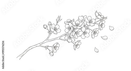 Dried Delicate Floral Plant Stem.