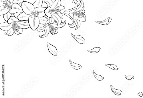 Delicate lily blossoms with falling petals in a minimalist sketch