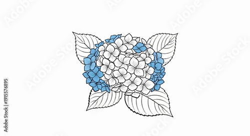 Delicate illustration of a hydrangea bloom with blue and white petals and green leaves