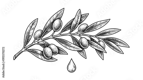 Olive branch with olives and oil drop vector engraving style isolated on white background for olive oil branding gourmet packaging label design and botanical illustration