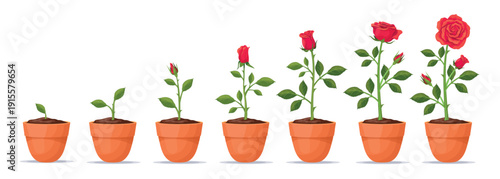 Rose growth stage. Red roses plant grow process, flower garden farm development stages sequence seedling plant in pot cycle seed bud stem thorn, plantation neat vector illustration