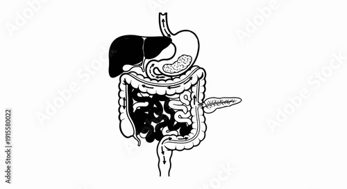 Diagram illustrating human digestive organs and their functions