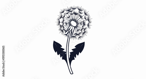 Delicate dandelion in bloom with two sharp, dark green leaves below