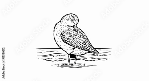 Detailed line drawing of a shorebird standing in shallow water
