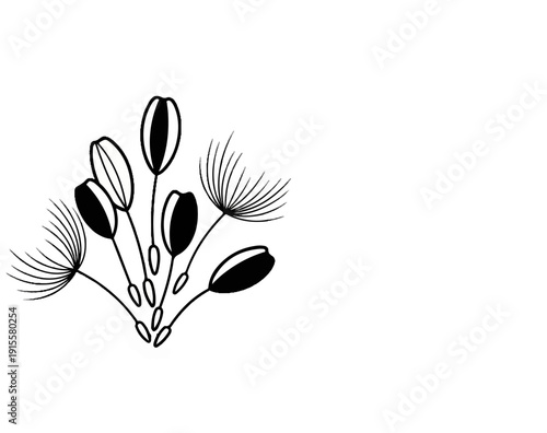 Delicate black and white illustration of fluffy dandelion seeds ready to fly on white background