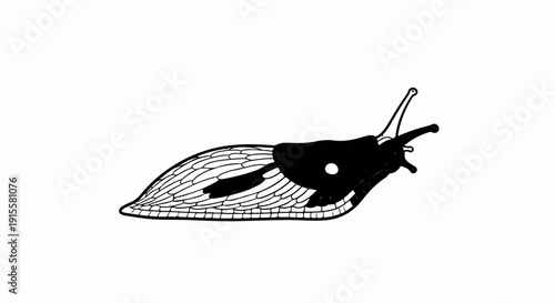 Detailed black and white illustration of a slug with segmented body