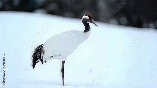 Wildlife scene capturing a majestic crane standing alone in a serene winter landscape, video footage from a distance.