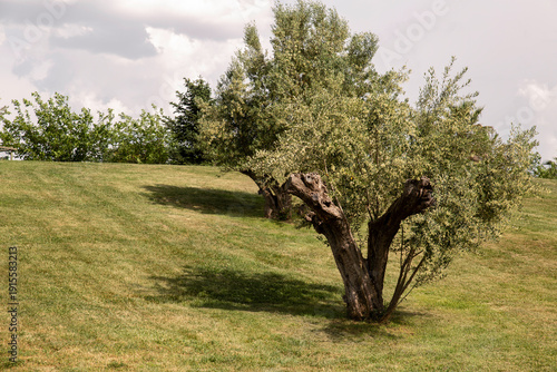 Lonely olive tree on grassy hill landscape natural background