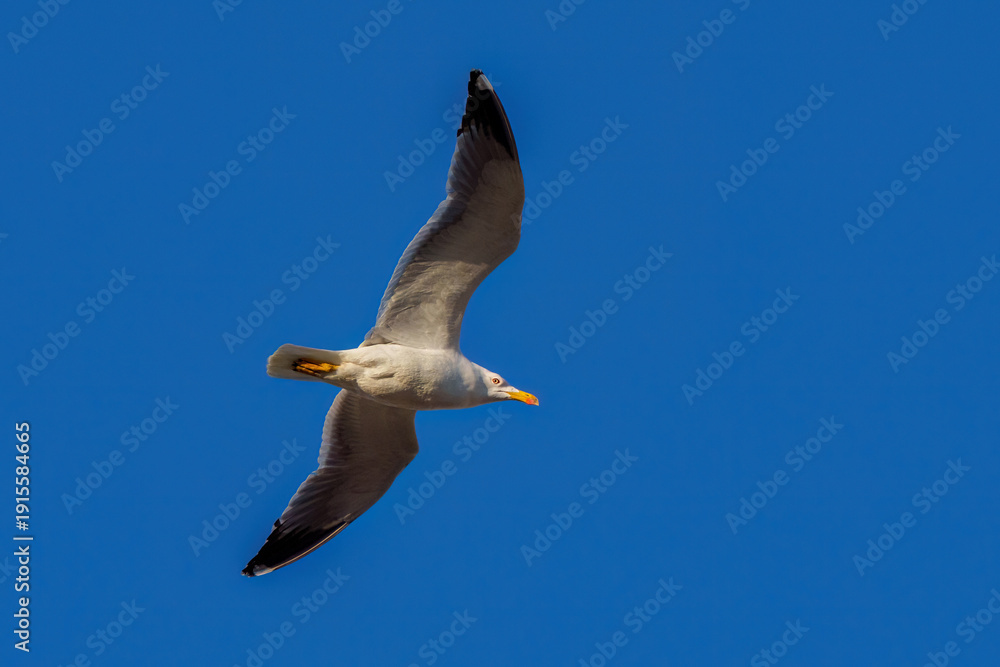 Obraz premium Yellow-legged gull (Larus michahellis) flying with wings spread against blue sky