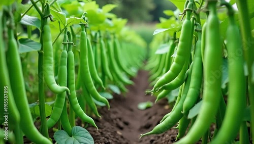 A backyard vegetable garden showing mature green bean plants laden with pods 
