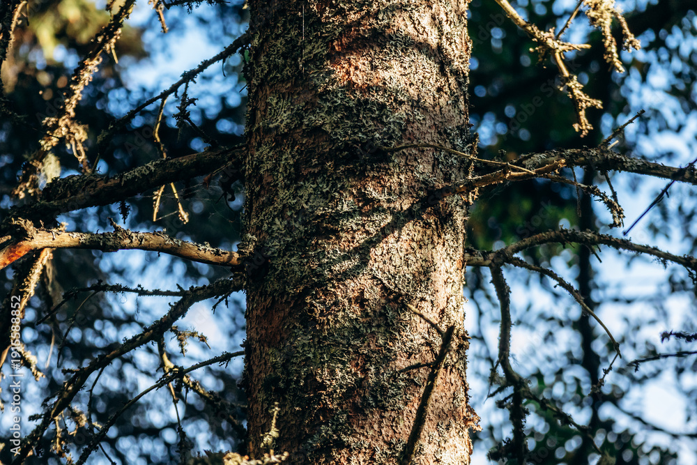 Fototapeta premium Close-up of a conifer tree trunk covered with moss and lichen at Site Pointe aux Alouettes (Larks Point Site) in Baie Sainte Catherine, Quebec, illuminated by warm sunlight in a dense forest