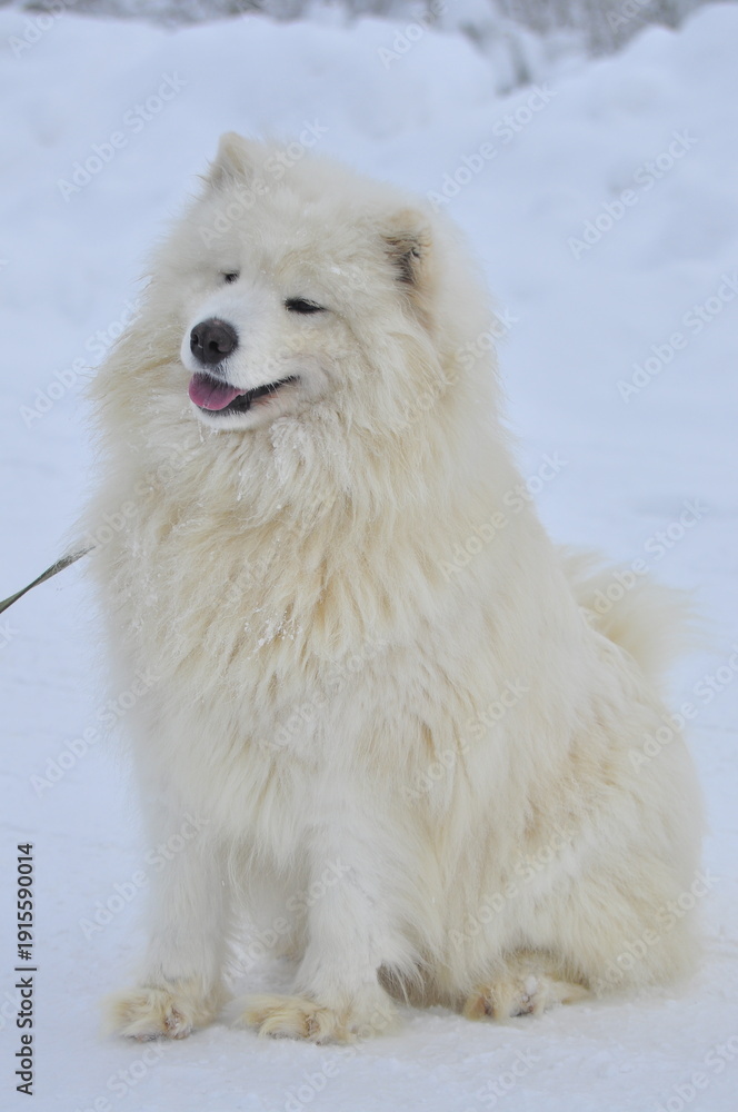 Fototapeta premium Animals are a traditionally distinguished category of organisms (since the time of Aristotle), currently considered as a biological kingdom. Animals are the main object of zoology study.