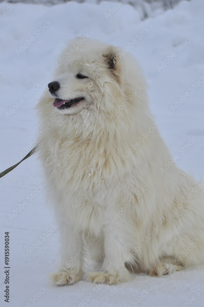 Fototapeta premium Animals are a traditionally distinguished category of organisms (since the time of Aristotle), currently considered as a biological kingdom. Animals are the main object of zoology study.