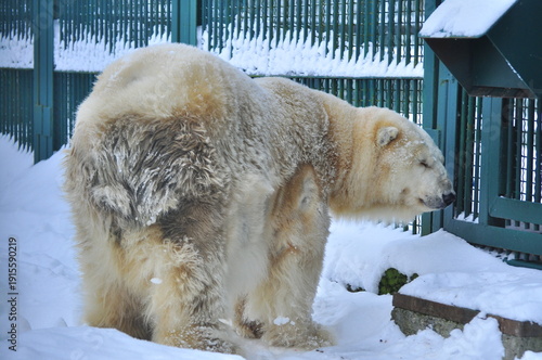 Animals are a traditionally distinguished category of organisms (since the time of Aristotle), currently considered as a biological kingdom. Animals are the main object of zoology study.