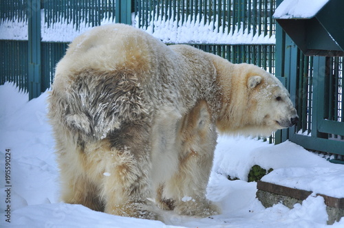 Animals are a traditionally distinguished category of organisms (since the time of Aristotle), currently considered as a biological kingdom. Animals are the main object of zoology study.