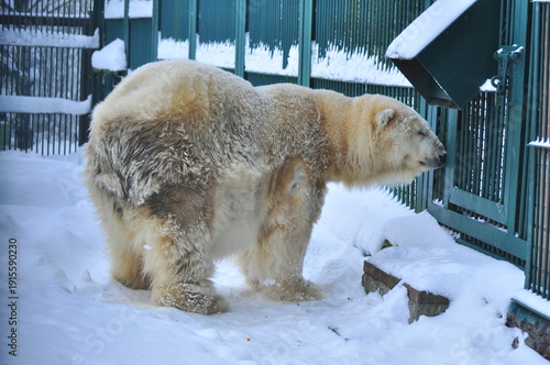 Animals are a traditionally distinguished category of organisms (since the time of Aristotle), currently considered as a biological kingdom. Animals are the main object of zoology study.
