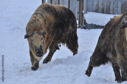 Animals are a traditionally distinguished category of organisms (since the time of Aristotle), currently considered as a biological kingdom. Animals are the main object of zoology study.