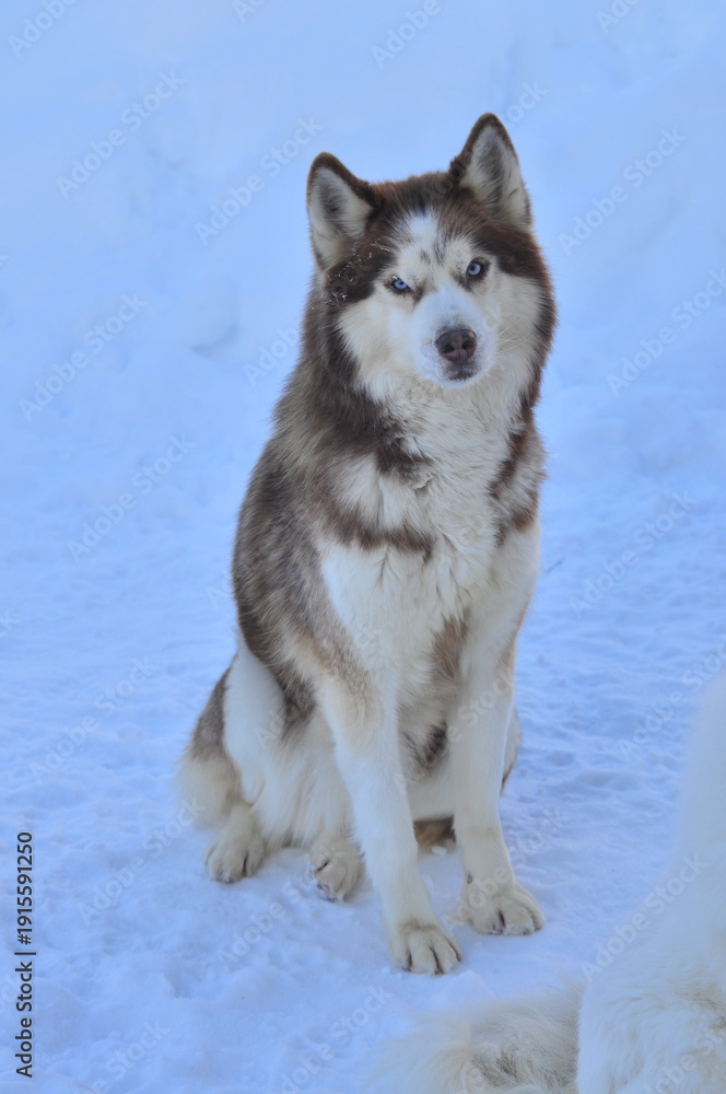 Naklejka premium Animals are a traditionally distinguished category of organisms (since the time of Aristotle), currently considered as a biological kingdom. Animals are the main object of zoology study.