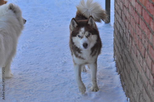 Animals are a traditionally distinguished category of organisms (since the time of Aristotle), currently considered as a biological kingdom. Animals are the main object of zoology study.