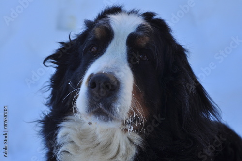 Animals are a traditionally distinguished category of organisms (since the time of Aristotle), currently considered as a biological kingdom. Animals are the main object of zoology study.