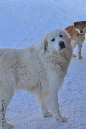 Animals are a traditionally distinguished category of organisms (since the time of Aristotle), currently considered as a biological kingdom. Animals are the main object of zoology study.