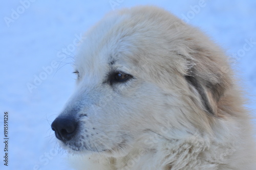 Animals are a traditionally distinguished category of organisms (since the time of Aristotle), currently considered as a biological kingdom. Animals are the main object of zoology study.