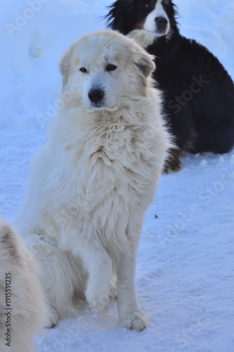 Animals are a traditionally distinguished category of organisms (since the time of Aristotle), currently considered as a biological kingdom. Animals are the main object of zoology study.