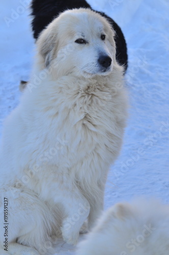 Animals are a traditionally distinguished category of organisms (since the time of Aristotle), currently considered as a biological kingdom. Animals are the main object of zoology study.