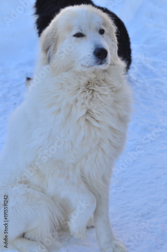 Animals are a traditionally distinguished category of organisms (since the time of Aristotle), currently considered as a biological kingdom. Animals are the main object of zoology study.