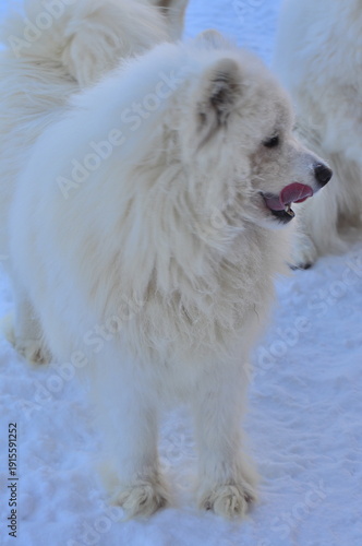 Animals are a traditionally distinguished category of organisms (since the time of Aristotle), currently considered as a biological kingdom. Animals are the main object of zoology study.