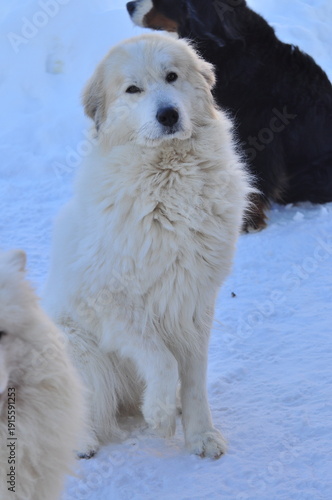 Animals are a traditionally distinguished category of organisms (since the time of Aristotle), currently considered as a biological kingdom. Animals are the main object of zoology study.