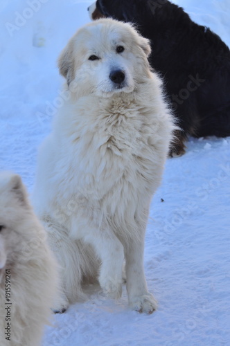 Animals are a traditionally distinguished category of organisms (since the time of Aristotle), currently considered as a biological kingdom. Animals are the main object of zoology study.