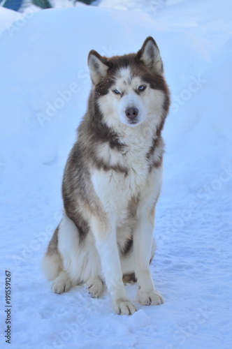 Animals are a traditionally distinguished category of organisms (since the time of Aristotle), currently considered as a biological kingdom. Animals are the main object of zoology study.