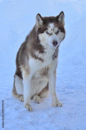 Animals are a traditionally distinguished category of organisms (since the time of Aristotle), currently considered as a biological kingdom. Animals are the main object of zoology study.