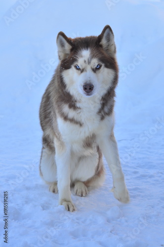 Animals are a traditionally distinguished category of organisms (since the time of Aristotle), currently considered as a biological kingdom. Animals are the main object of zoology study.