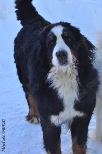 Animals are a traditionally distinguished category of organisms (since the time of Aristotle), currently considered as a biological kingdom. Animals are the main object of zoology study.