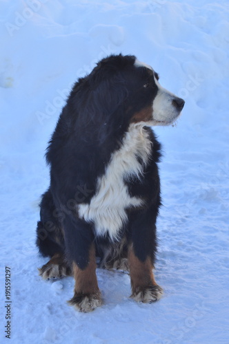 Animals are a traditionally distinguished category of organisms (since the time of Aristotle), currently considered as a biological kingdom. Animals are the main object of zoology study.