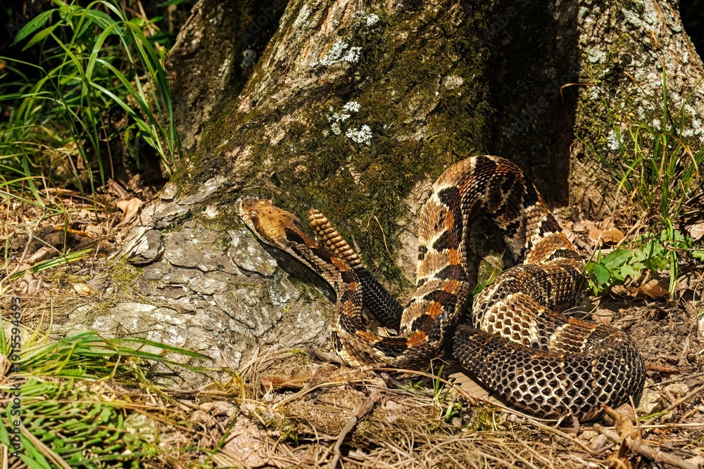 Obraz premium Timber Rattlesnake