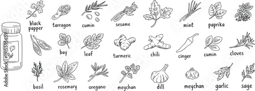 Hand drawn herbs and spices collection vector illustration, black and white kitchen seasoning ingredients set isolated on white background culinary design